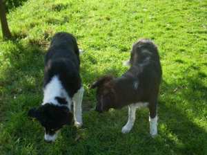 Merlin20111016Merlin4 042.jpg